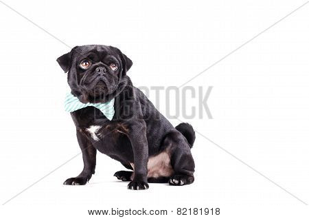 Black Dog With A Tie