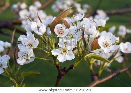 Flores de pêra asiática