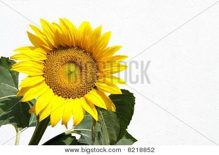 ซันฟลาวเวอร์