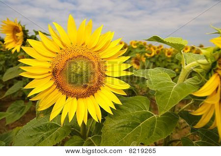 ทานตะวันที่ทุ่งทานตะวัน