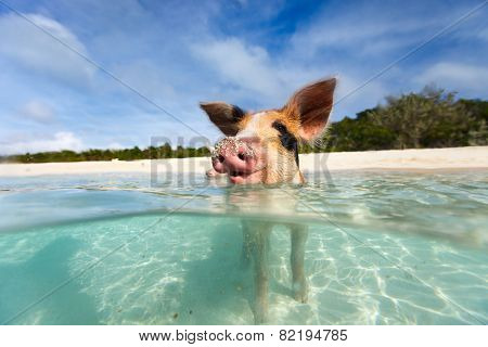 Little piglet in a water at beach on Exuma Bahamas