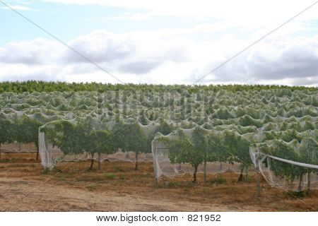 Vsítil révy řádky