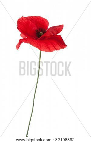 Red poppy isolated on white background.