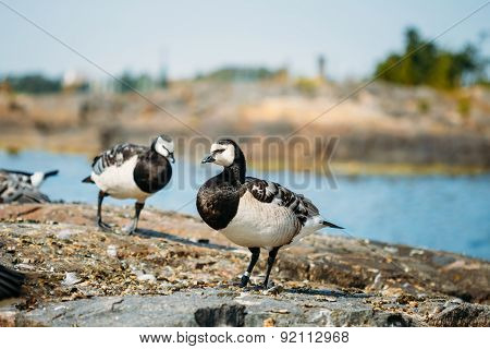 Barnacle Goose, Branta Leucopsis, Feral Goose On Rock