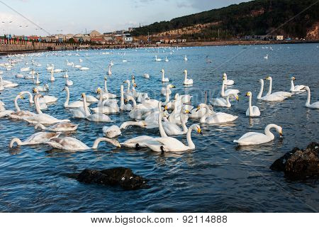 Swan White