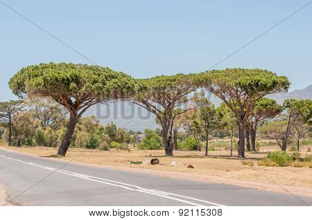 Pine Trees Near Somerset West