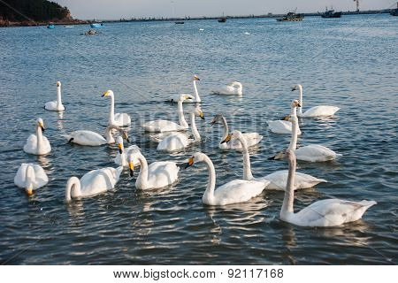 Swan White