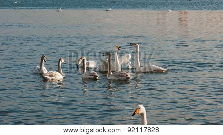 Swan White