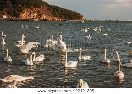Swan White