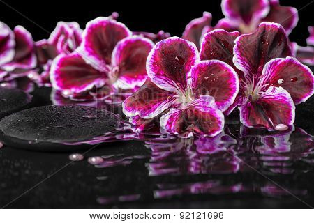Beautiful Spa Still Life Of Blooming Dark Purple Geranium Flower And Beads On Ripple Reflection Dark
