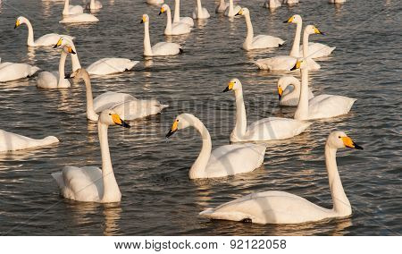 Swan White