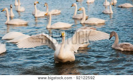 Swan White