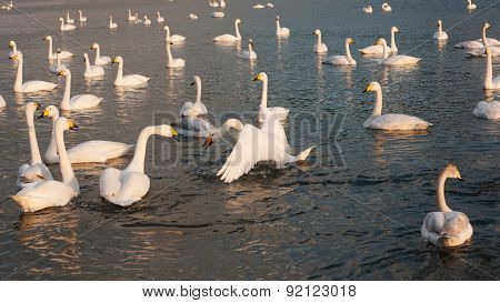 Swan White