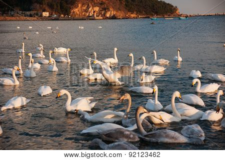 Swan White