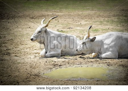 White bufallo