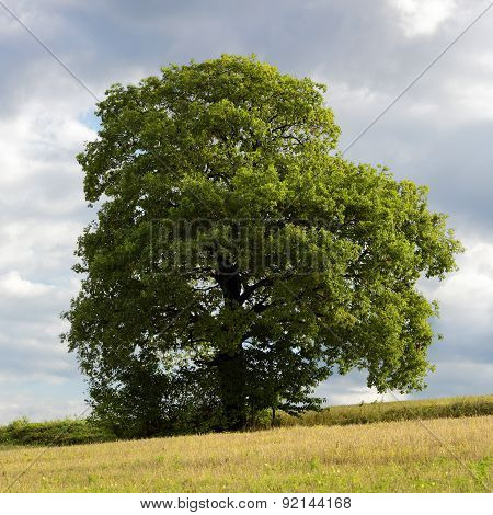 Lonely Tree