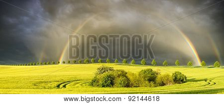 colorful rainbow after the storm passing over a field of grain,field of young green wheat
