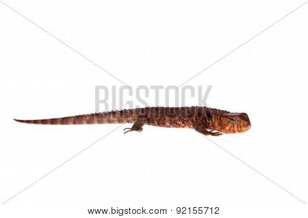 The chinese crocodile lizard on white
