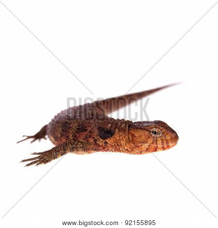 The chinese crocodile lizard on white
