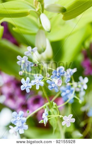 Forget-me-not Flowers On Green Summer Meadow