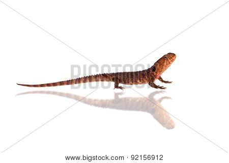 The chinese crocodile lizard on white
