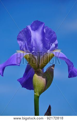 Purple Iris