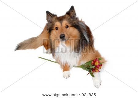 Romantique chien 8