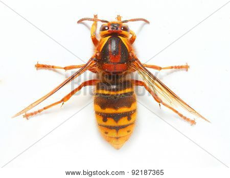 The European Hornet (Vespa crabro) on white background. Closeup with shallow DOF.
