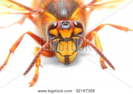The European Hornet (Vespa crabro) on white background. Closeup with shallow DOF.