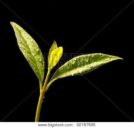 Tea tree (Thea sinensis). The leaves have been used in alternative medicine and other medical systems to treat asthma, angina pectoris, peripheral vascular disease, and coronary artery disease.