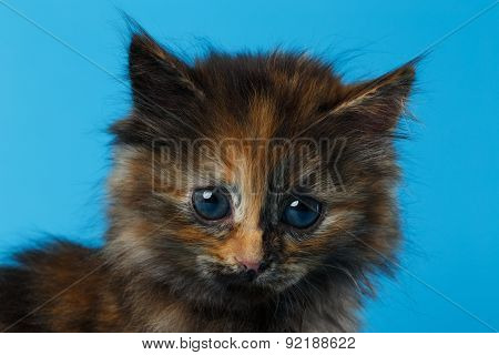 Closeup Cute Tortie Kitten On Blue