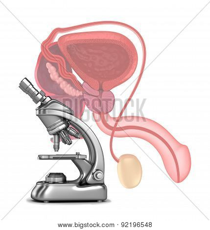 Research of male reproductive system