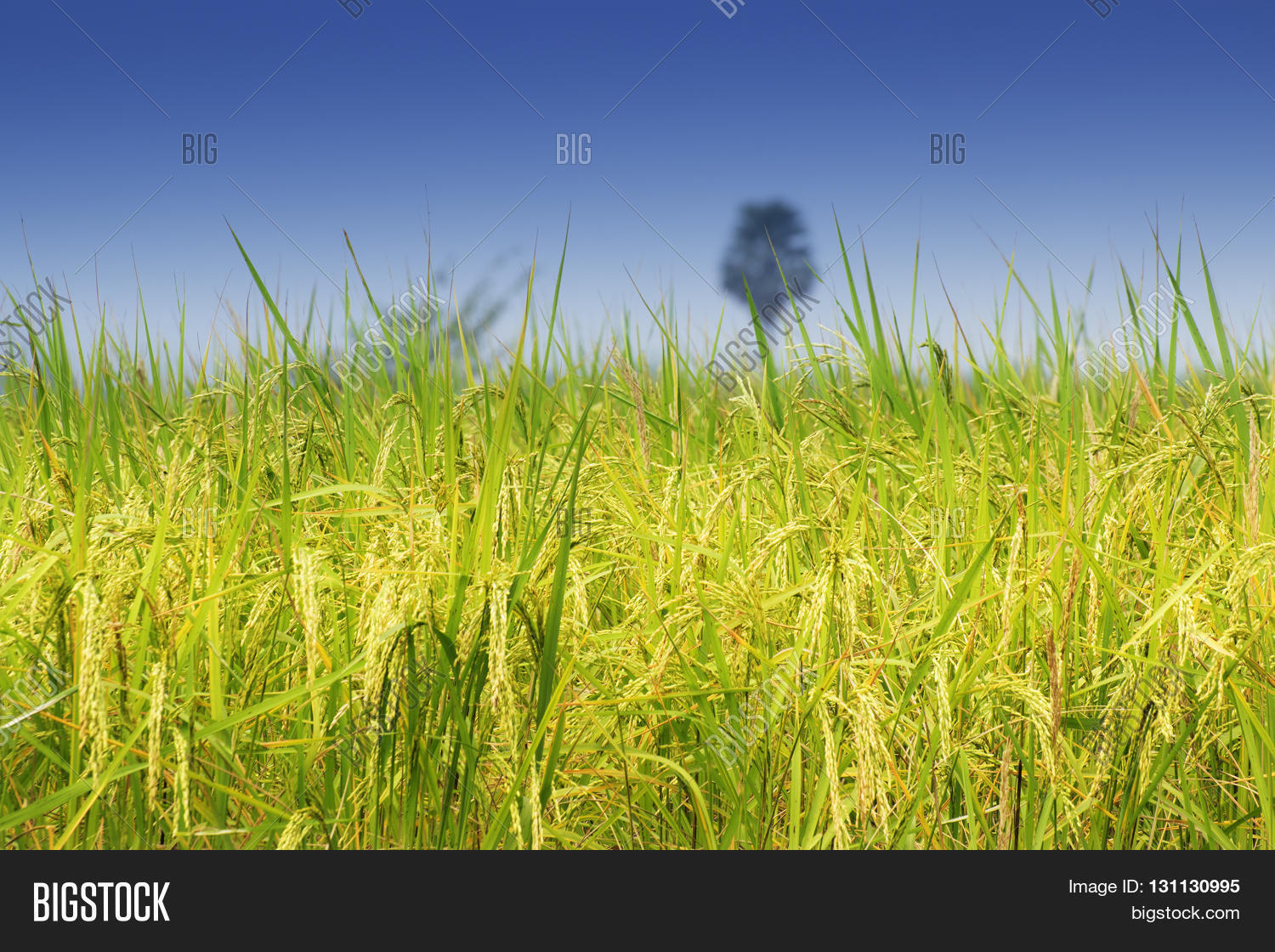 Fully Grown Paddy Paddy Field Green Image & Photo Bigstock