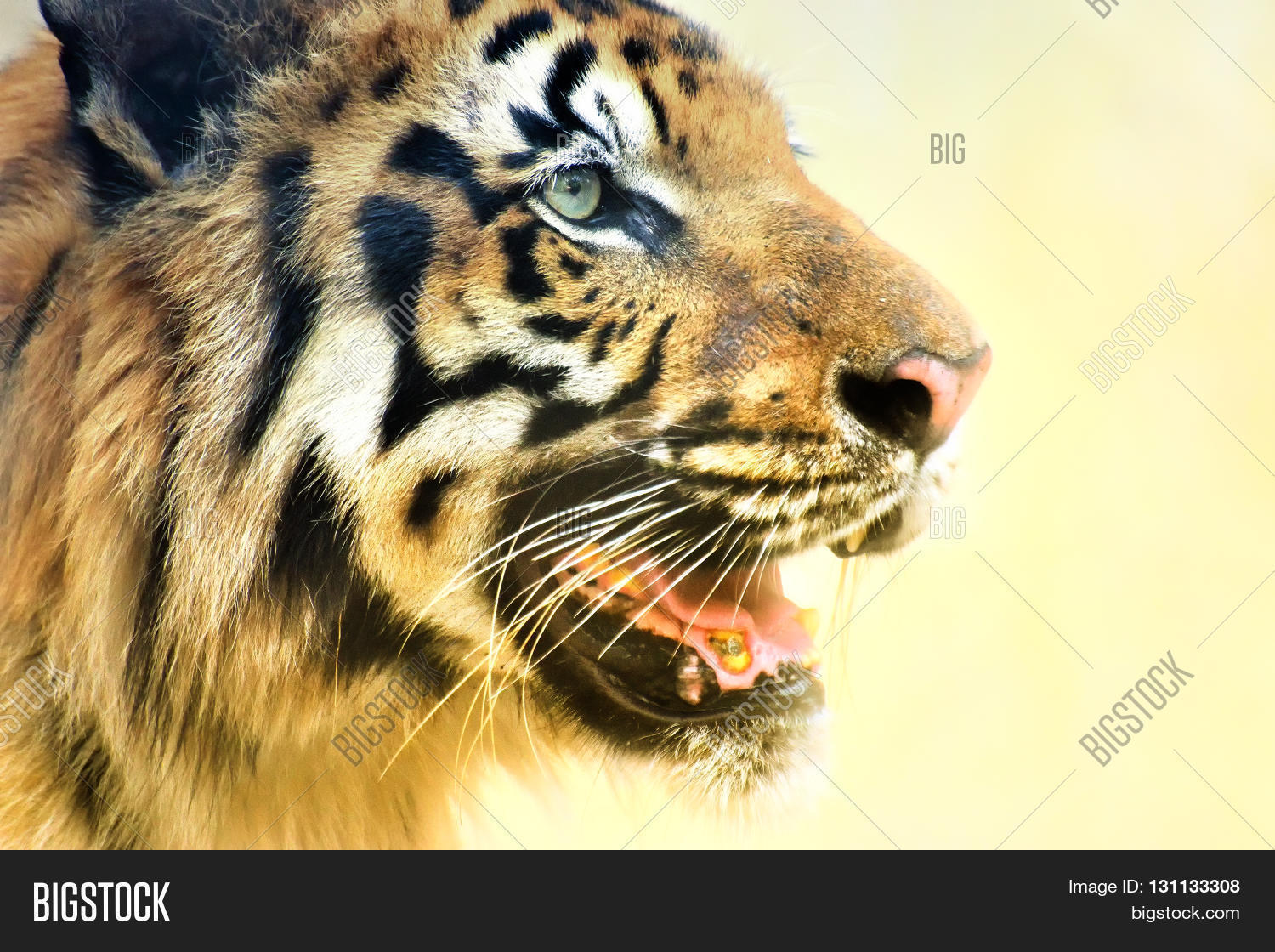 Image Preview