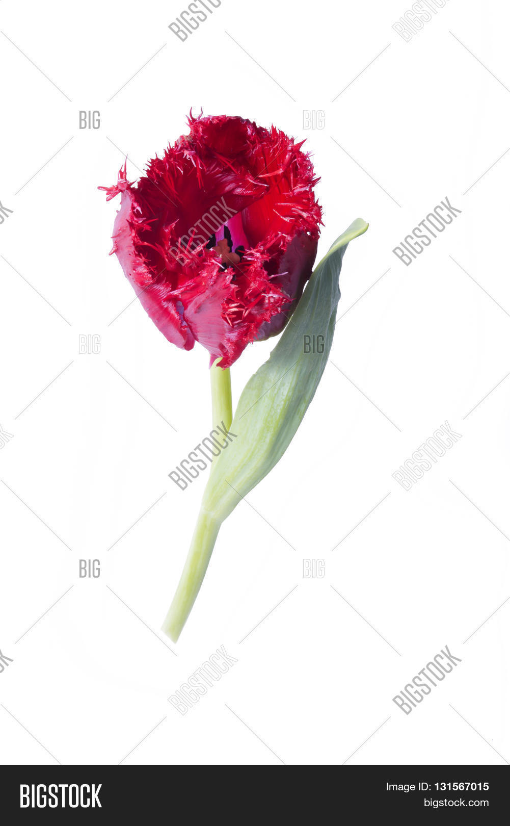 Red Tulip Blue Heart Image & Photo (Free Trial) Bigstock