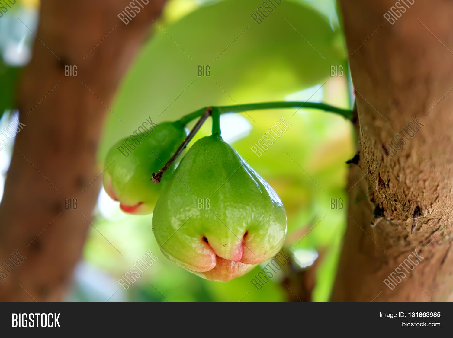 Image Preview