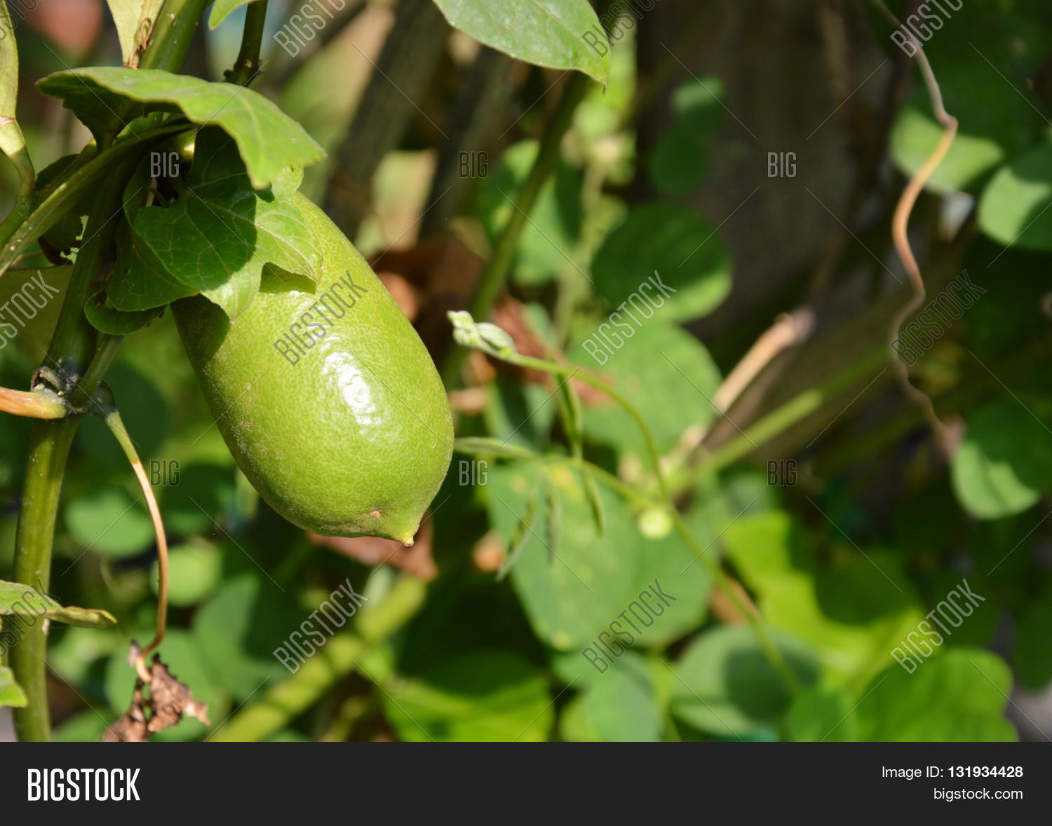 Image Preview