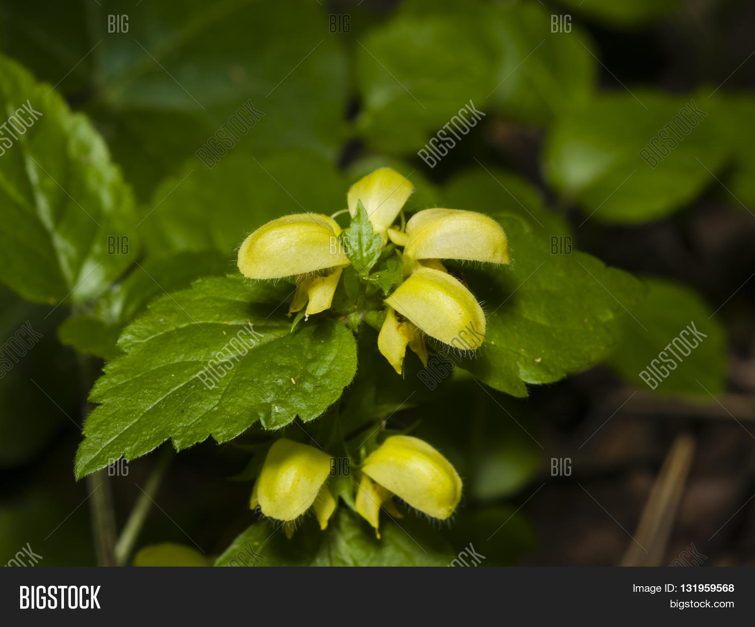 Image Preview