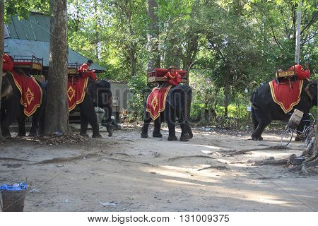 Riding Elephant Service For Look Around The Bayon Temple