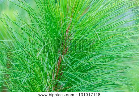 Khasiya Pine on forest moutaint in Phu Rua National ParkLoieThailand.