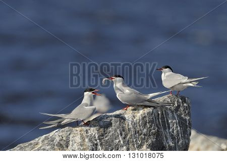 Birds Courtship Common Tern. Adult Common Terns (sterna Hirundo).