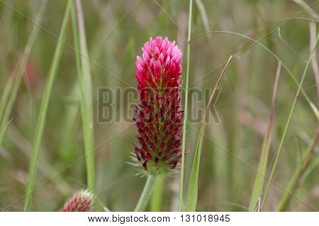 Flowers of the crimson clover Trifolium incarnatum