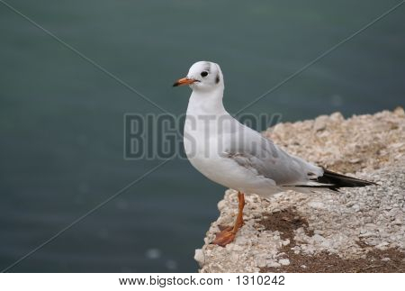 Racek