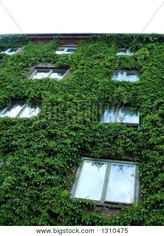 Mauer von ivy