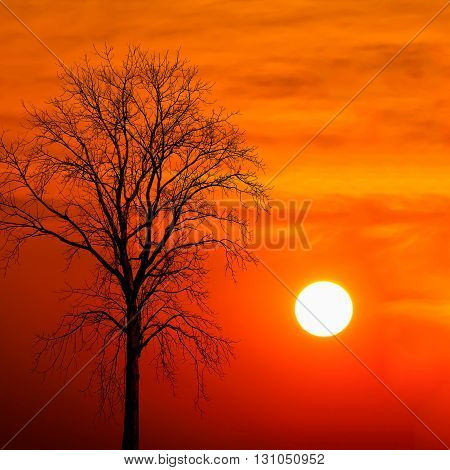 silhouette dead tree at sunset abstract for background