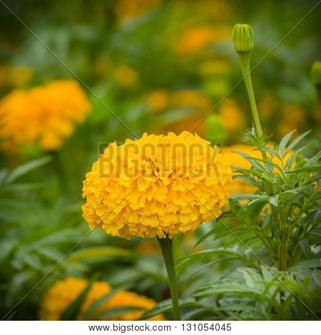 close up of yellow marigold flower in garden