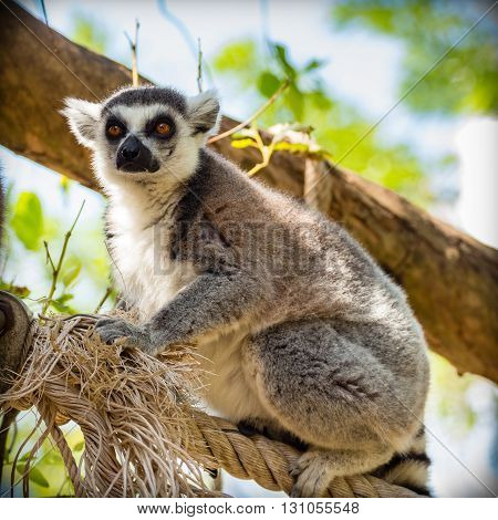 close up of lemur sitting on a tree.