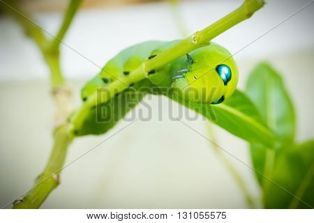 Green Caterpillar on branch in the garden