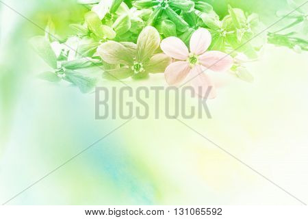 Abstract watercolor illustration of blossom rangoon creeper flower. Watercolor painting. Floral watercolor illustration.