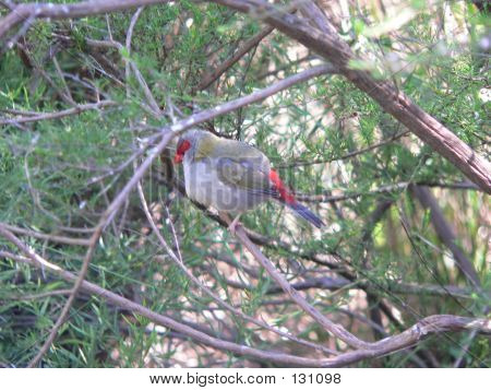 붉은 쇠 피리 새 류